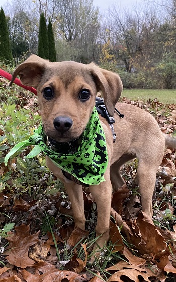 Buddy — OSCAR adoption story