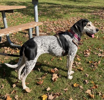 Nikki — OSCAR adoption story