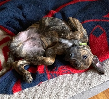 Petey This sweet little dog is a special needs tripod. — OSCAR adoption story