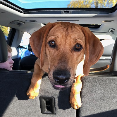 Sawyer — OSCAR adoption story