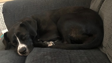 Violet — OSCAR adoption story