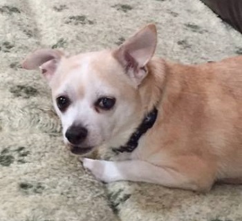 Burrito — OSCAR adoption story