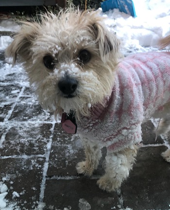 Pumpkin — OSCAR adoption story