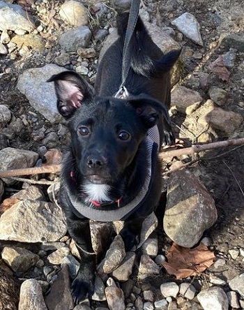 Colby — OSCAR adoption story