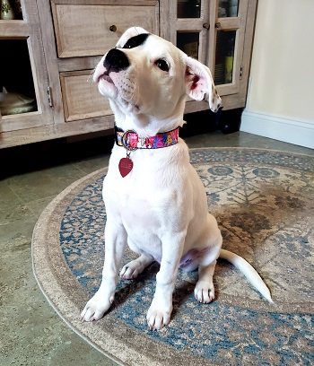 Ellie — OSCAR adoption story