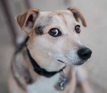 Logan — OSCAR adoption story