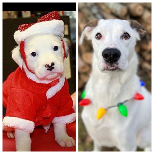 Loki — OSCAR adoption story