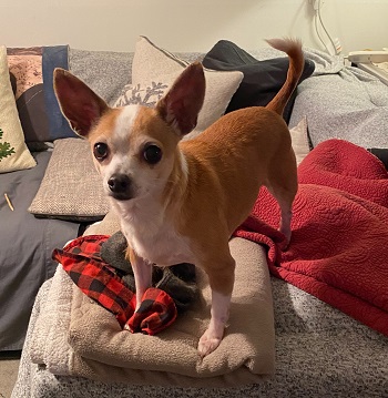 Sydnee — OSCAR adoption story