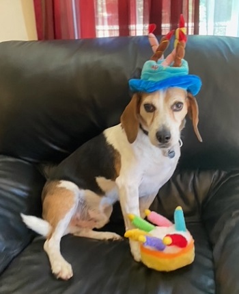 Sammy — OSCAR adoption story