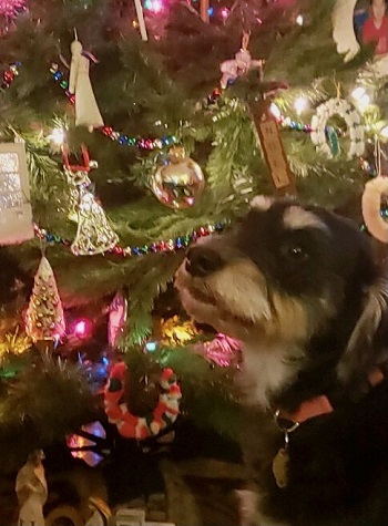 Stella — OSCAR adoption story