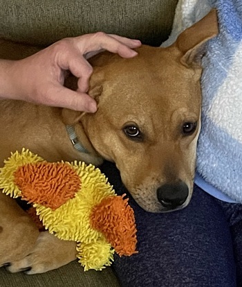 Honey — OSCAR adoption story