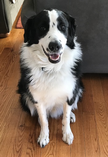 Dillon — OSCAR adoption story