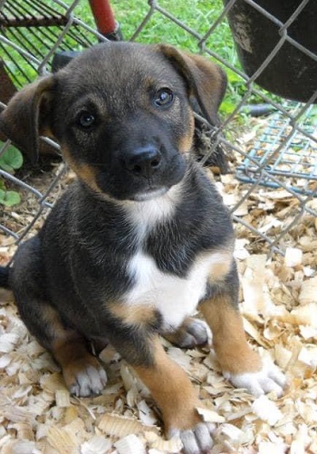 Jersey — OSCAR adoption story