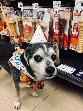 Pierce — OSCAR adoption story